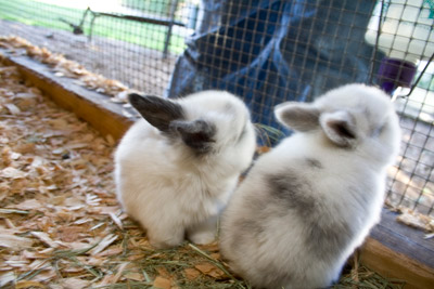 Baby Bunnies!